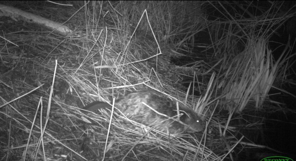 Bever Avelingen