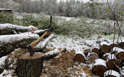 Kleinschalige landschapselementen na boomkap